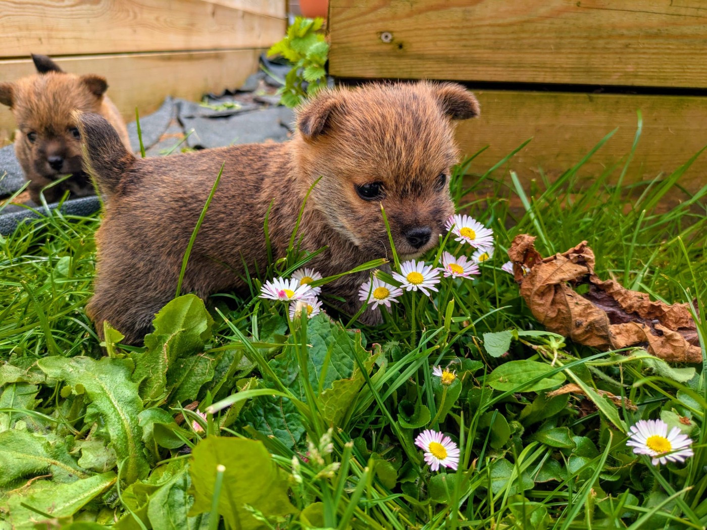 Naissances prévues en novembre 2025 !