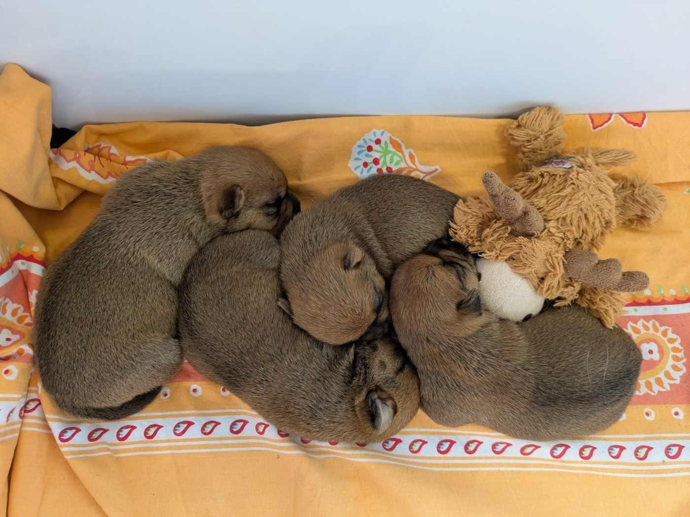 Des Gardiens De Bonne Foi - Chiots disponibles - Norwich Terrier