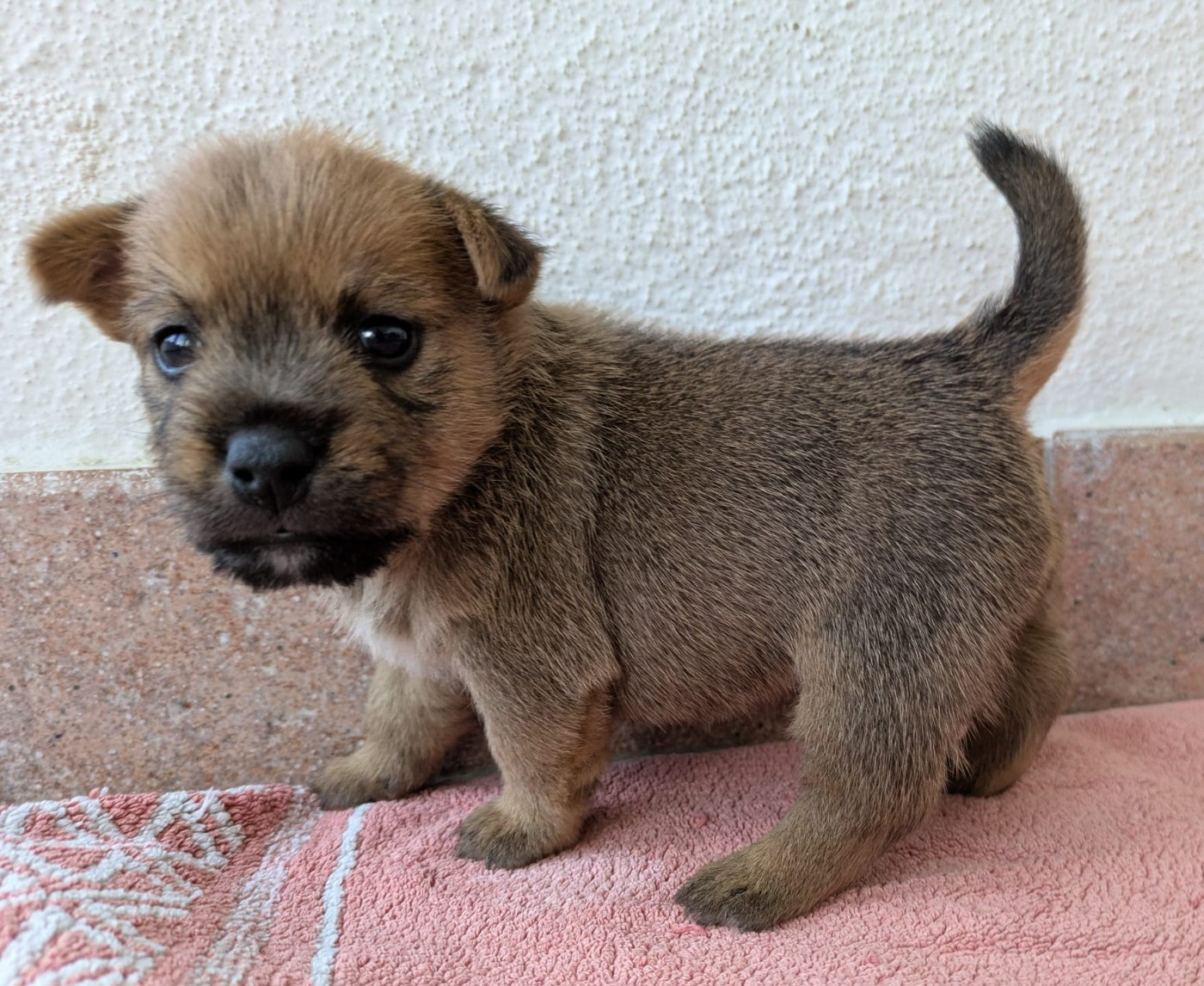 Des Gardiens De Bonne Foi - Chiots disponibles - Norwich Terrier