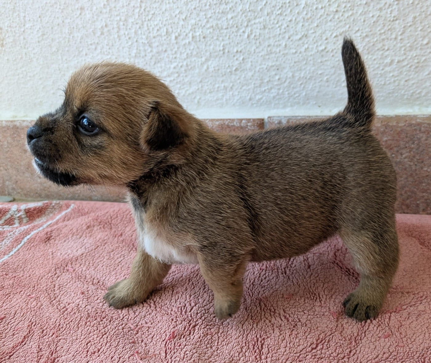 Des Gardiens De Bonne Foi - Chiots disponibles - Norwich Terrier