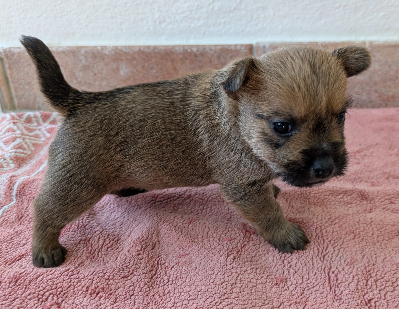 Des Gardiens De Bonne Foi - Chiots disponibles - Norwich Terrier