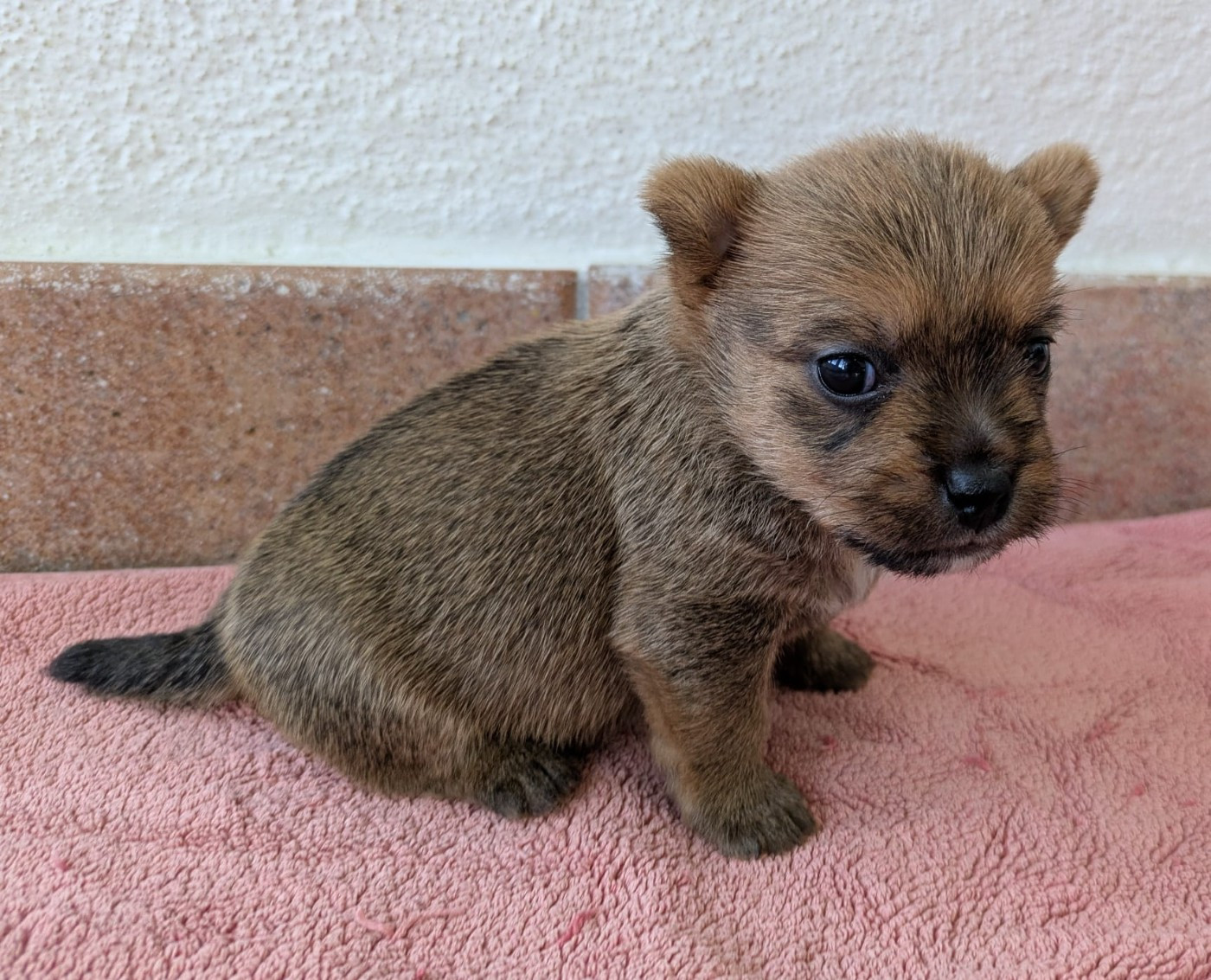 Des Gardiens De Bonne Foi - Chiots disponibles - Norwich Terrier