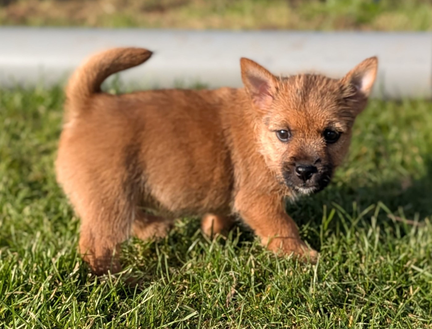 Des Gardiens De Bonne Foi - Chiots disponibles - Norwich Terrier