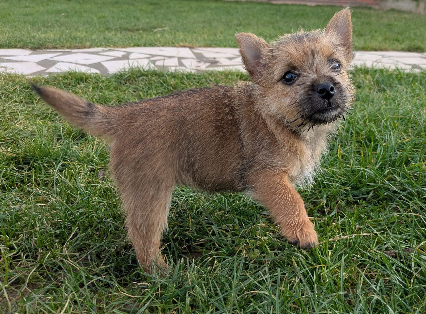 Des Gardiens De Bonne Foi - Chiots disponibles - Norwich Terrier