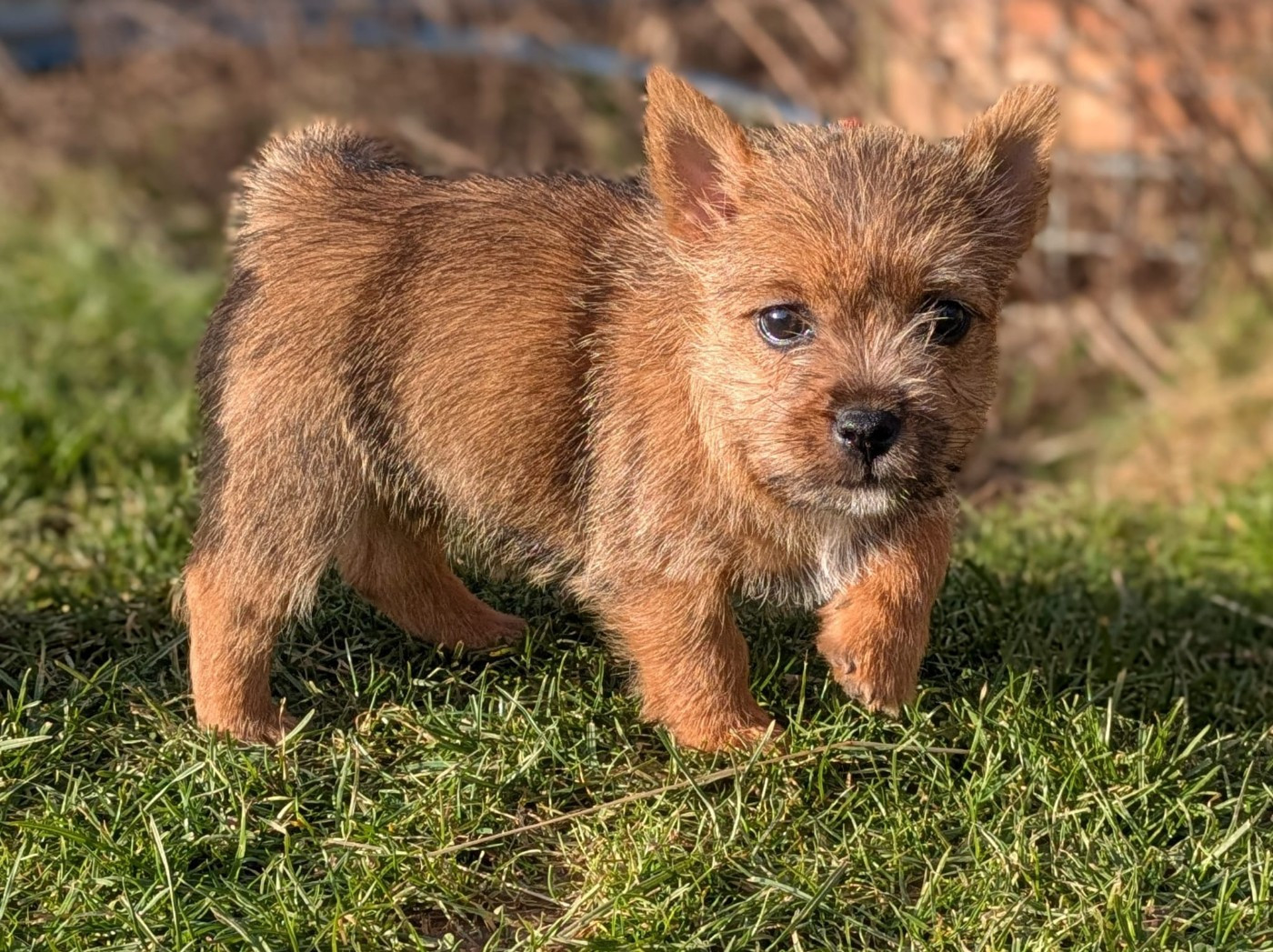 Des Gardiens De Bonne Foi - Chiots disponibles - Norwich Terrier