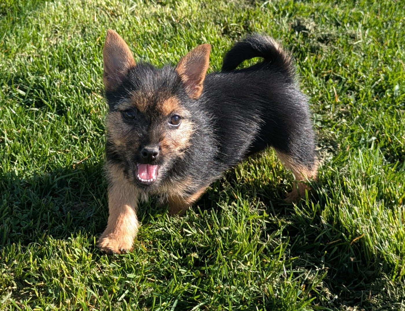 Des Gardiens De Bonne Foi - Chiots disponibles - Norwich Terrier