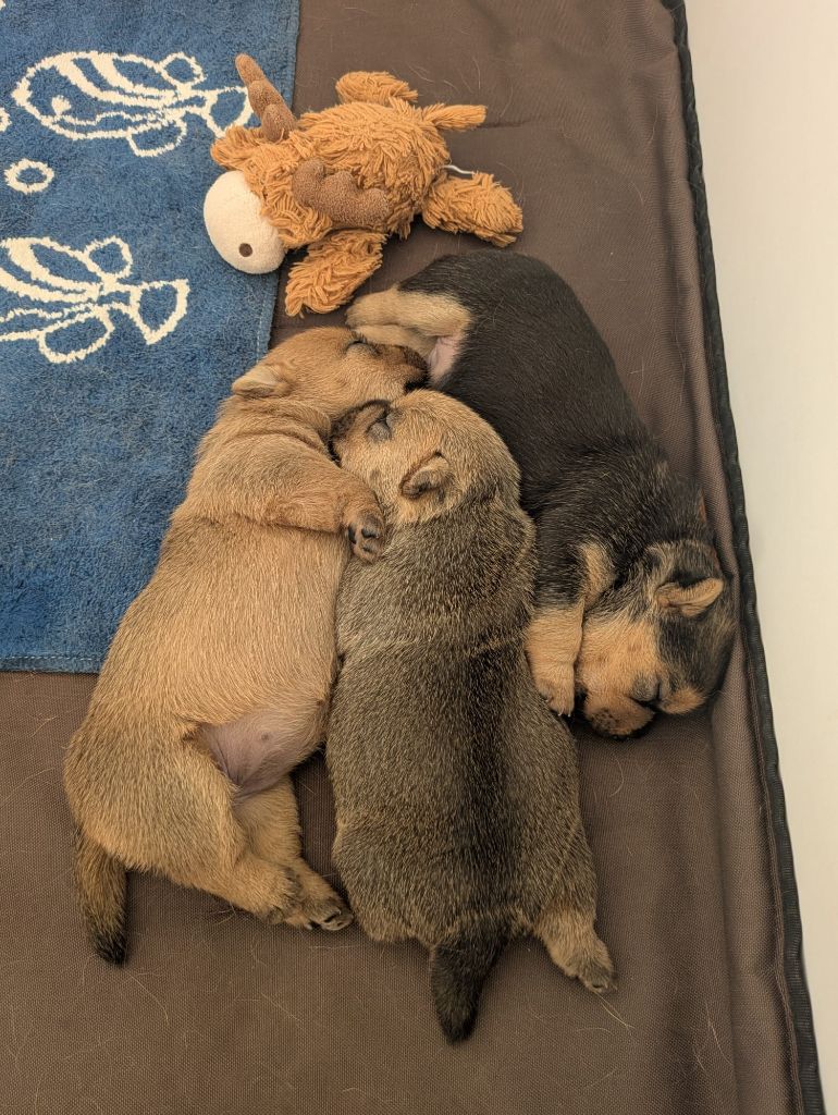 Des Gardiens De Bonne Foi - Norwich Terrier - Portée née le 26/09/2025
