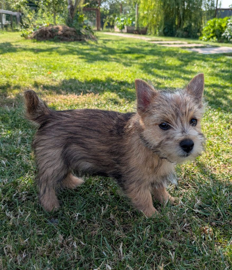 Des Gardiens De Bonne Foi - Norwich Terrier - Portée née le 15/03/2025
